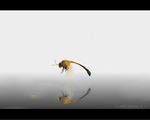 Dragon fly-2d animation